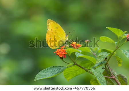 butterfly fly in morning nature , Close-up of butterfly , Butterfly with nature light