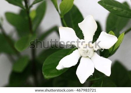 
Spring landscape with delicate jasmine flowers