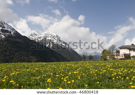 Small yellow flower field with snow mountain background and blue sky