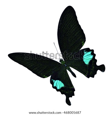 Beautiful Paris Peacock butterfly upper wing profile flying up isolated on white background, Papilio paris