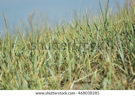 Close shot of dune grass in sand on the coast of the Baltic Sea

