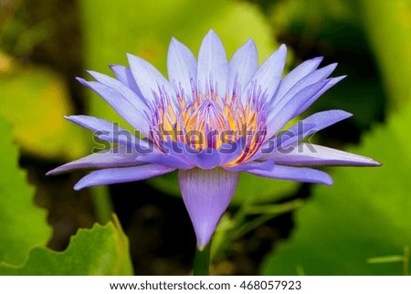 Water lily flower (lotus) and green background. The lotus flower (water lily) is national flower for India. Lotus flower is a Gautama Buddha symbol in Asian culture.
