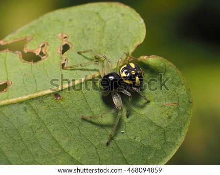 Black-Yellow Jumping Spider in the nature