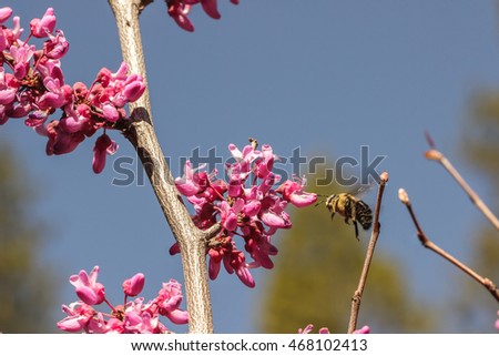 Carpenter bee (Xylocopa) hovering before a western redbud (Cercis occidentalis) flowering tree Royalty-Free Stock Photo #468102413