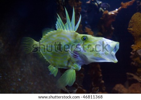 Congiopodidae, commonly known as pigfishes, horse-fishes and racehorses. Royalty-Free Stock Photo #46811368