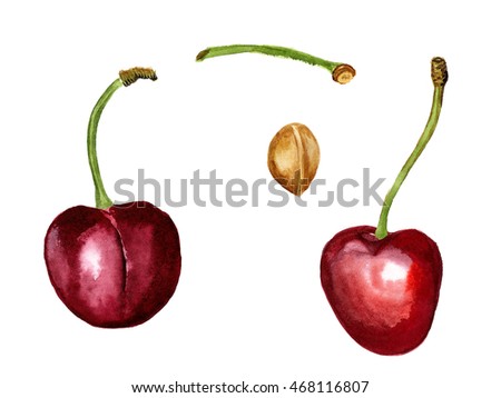 Watercolor image of red cherry with stem and stone on white background