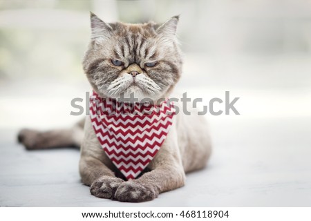 Annoyed cat
 Royalty-Free Stock Photo #468118904