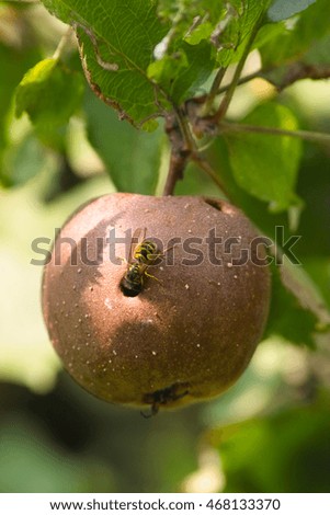 A wesp drills a hole in a apple hanging from tree. This insect lives in a apple house 
