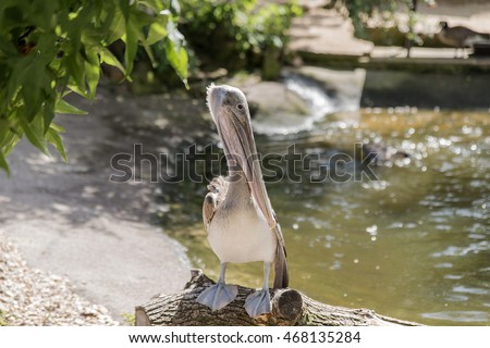 Pelican sitting on a log over the water, with folded wings