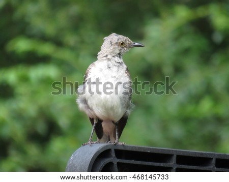 if humans having a bad hair day, this mockingbird is having a bad feather day.