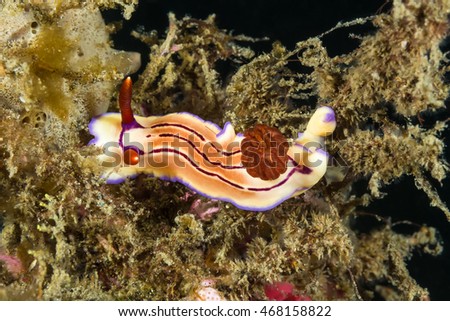 Underwater picture of  Chromodoris sp Nudibranch, Sea Slug