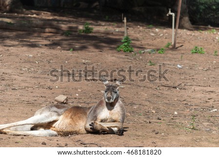 a large kangaroo laying on the ground at a zoo