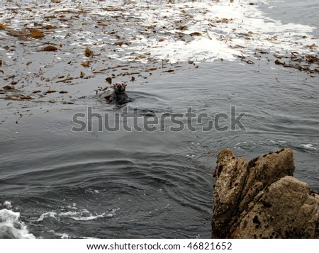 Monterey Bay, California Beach -otters
