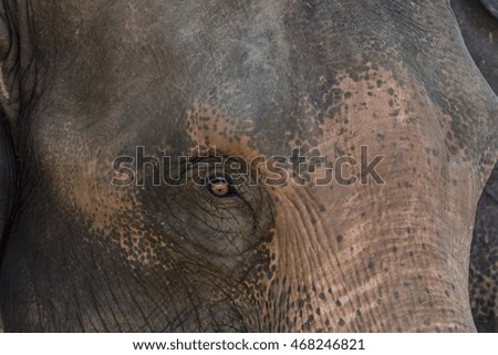 Closeup picture of an elephant.
