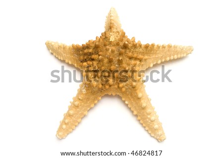 one Big starfish isolated in white background