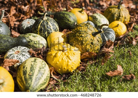 Small decorative pumpkin, different colors on the grass. Concept autumn.