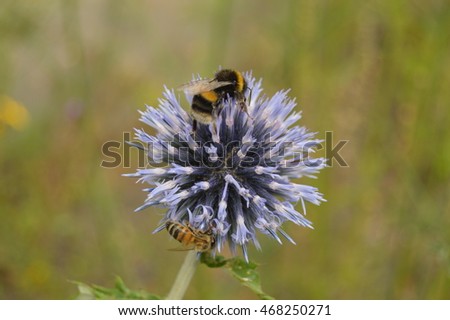 Bumble Bee, bombus terrestris and a Wasp on an interesting  pretty Bloom of
Blue Flowers on a spring summer British day in a lovely English garden


