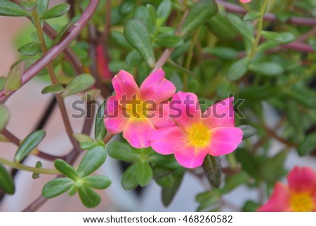 pink sage rose with yellow pollen blooming in the garden
