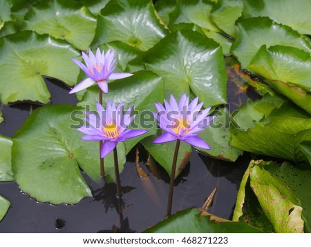romantic purple pink lotus flower with leaves floating in a natural pond for love celebration and valentines day