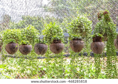 Green Creeper Plant or Dischidia Nummularia Variegata Background
