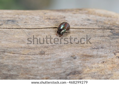 Black beetle on wood.