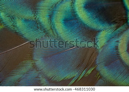 close-up peacock feathers