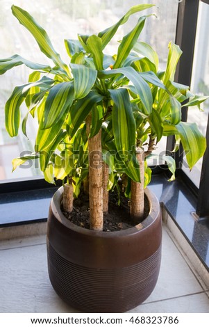 Dracaena fragrans (The Yellow Corn Plant) in a pot on a terrace Royalty-Free Stock Photo #468323786