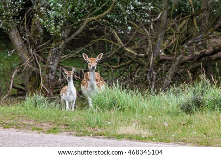 In the Netherlands on a roadside there is a fallow deer 