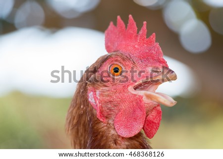 Portrait of a hen with natural background