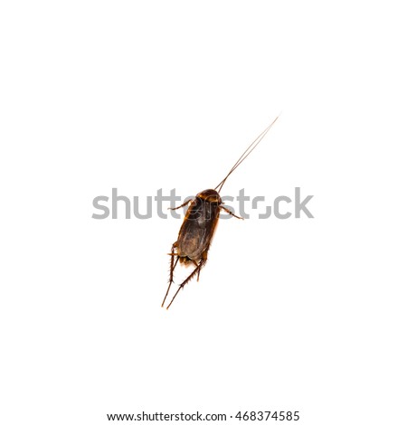 Close-up top view of a dead American cockroach or Periplaneta Americana isolated on white backgroud. Pest control concept with clipping path and copy space.