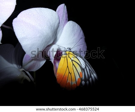 Butterfly on orchid