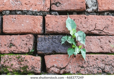 old wall abstract   background texture with plant