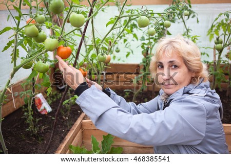 Woman showing red ripe tomato from branch in greenhouse, looking at camera