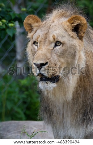 Southwest African lion (Panthera leo bleyenbergi) male king of beasts sits and observes the surroundings