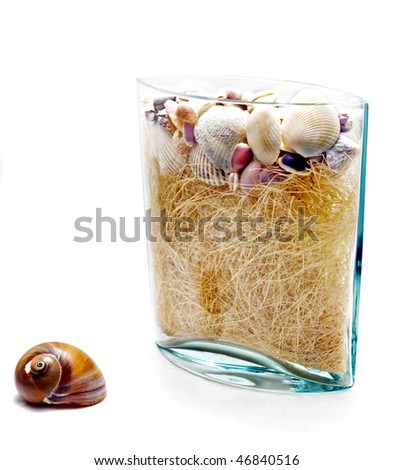 shell and a vase with seashells on a white background