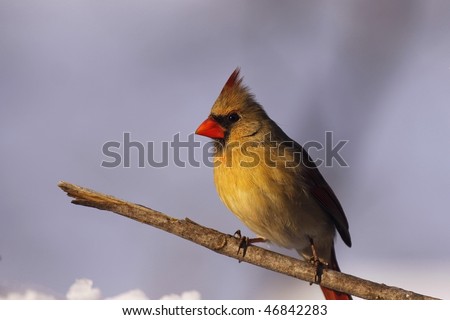 A female Cardinal basking in the sun on a cold Winter day in Missouri.