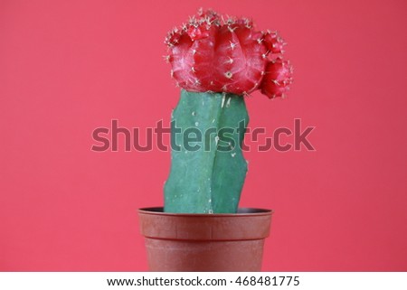 cactus red fruit in pot