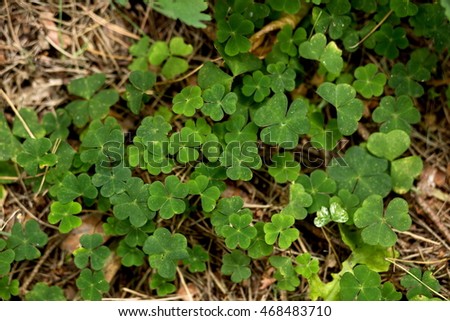 Clover in the forest