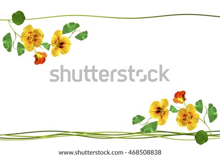 nasturtium flowers isolated on white background. Summer