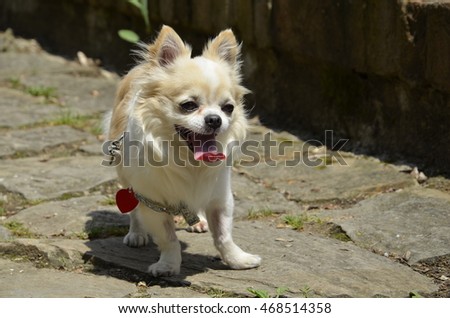 Chihuahua dog on the footpath