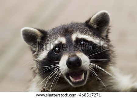 Curious Raccoon looks in the picture, portrait, natural light