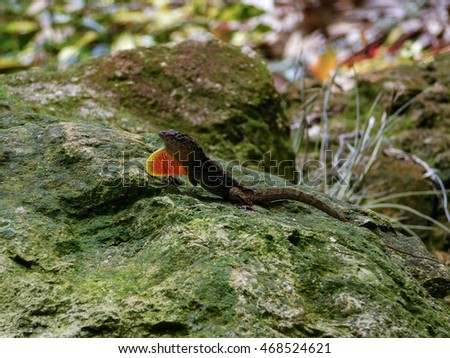Some type of gecko/lizard posing for a picture on a mossy rock.