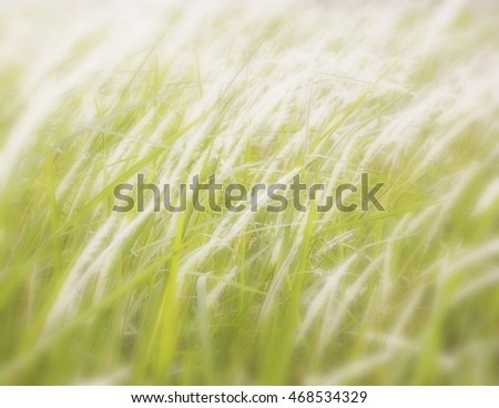 blurred flower grass for background