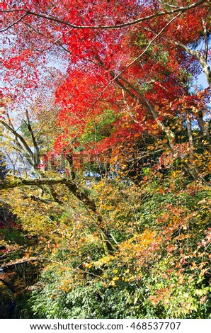 Colorful Autumn leaves in Kyoto Japan