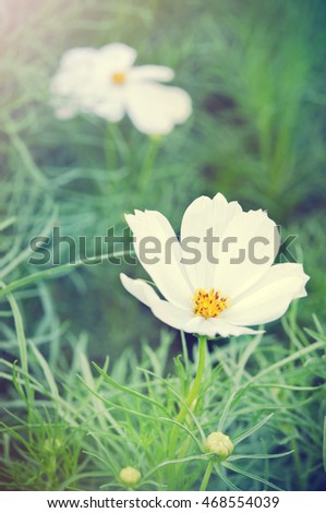 White cosmos flower (Also called as Spanish needle flower, Cosmos sulphureus Cav. Bidens bipinnata L., C. Sulphureus, paper flower, sun flower) with light effect
