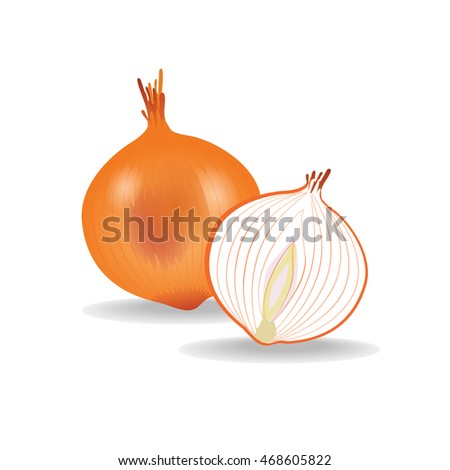onion vector illustration 
