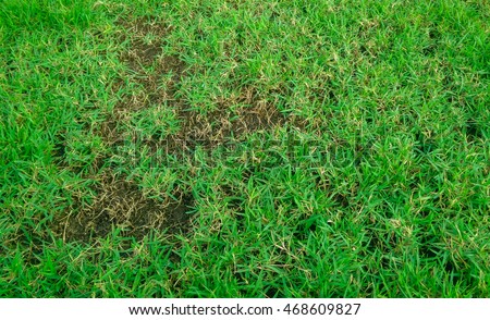 Green and yellow grass texture Brown patch is caused by the destruction of fungus Rhizoctonia Solani grass leaf change from green to dead brown in a circle lawn texture background dead dry grass.