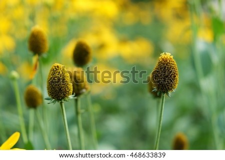 Sunflower blurry background