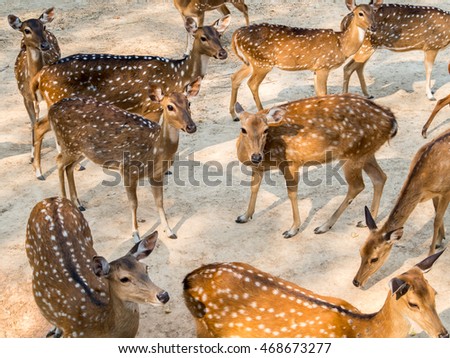 Group of spotted deer, chital, cheetal or Axis deer (Axis axis) in natural habitat