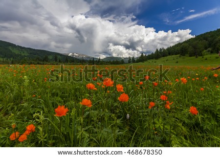 Beautiful mountain landscape with flowering field. Orange Globeflowers.
